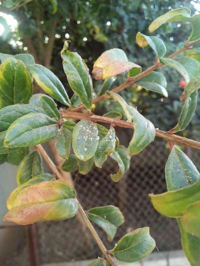 Cochenille - Grenades