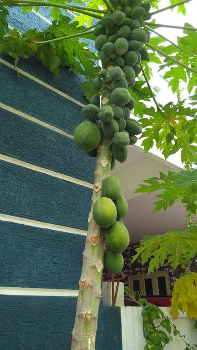 Ring Spot Virus - Papaya