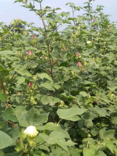 Pink Bollworm - Cotton