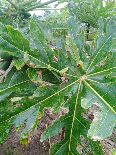 Deficiencia de potasio - Papaya