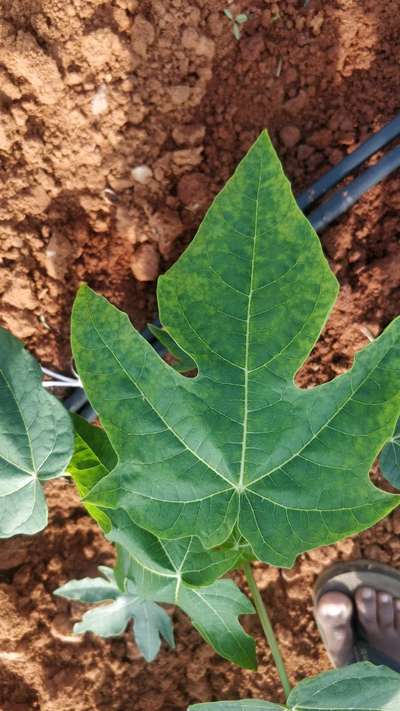 Powdery Mildew of Papaya - Papaya