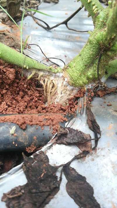 Foot and Collar Rot - Tomato