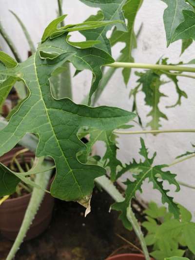 Deficiencia de potasio - Papaya