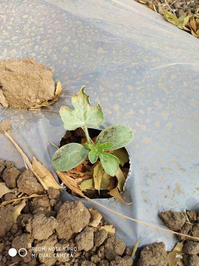 Leaf Miner Flies - Melon