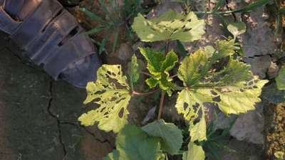 Tobacco Caterpillar - Okra