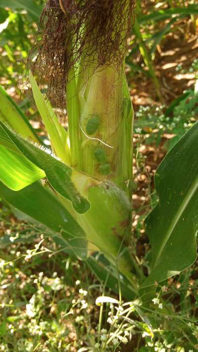 ಫಾಲ್ ಸೈನಿಕ ಹುಳು (ಫಾಲ್ ಆರ್ಮಿ ವರ್ಮ್) - ಮೆಕ್ಕೆ ಜೋಳ