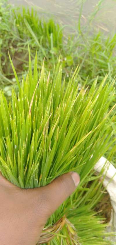 Bacterial Blight of Rice - Rice