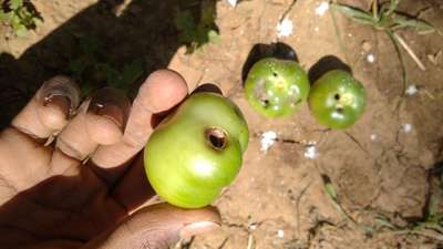 Bright Line Brown Eye - Tomato