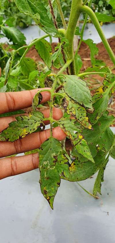 Septoria Leaf Spot - Tomato