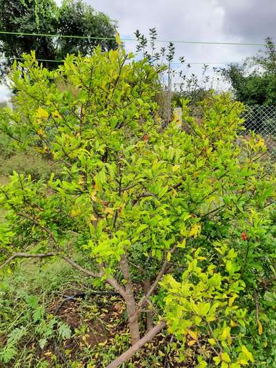 Nitrogen Deficiency - Pomegranate