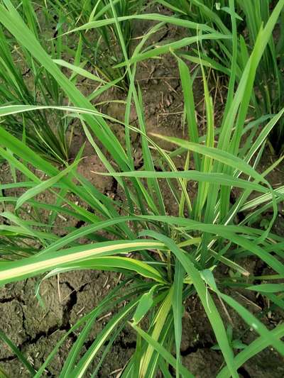 Zinc Deficiency - Rice