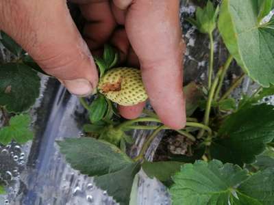 Helicoverpa Caterpillar - Strawberry