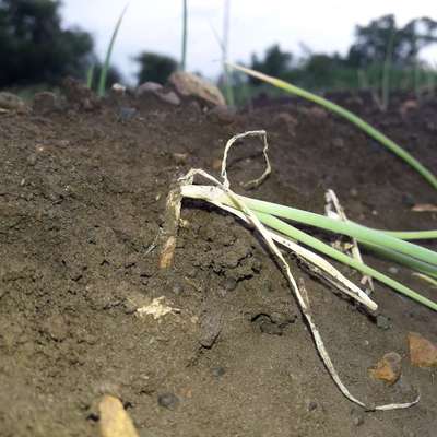 Foot and Collar Rot - Onion