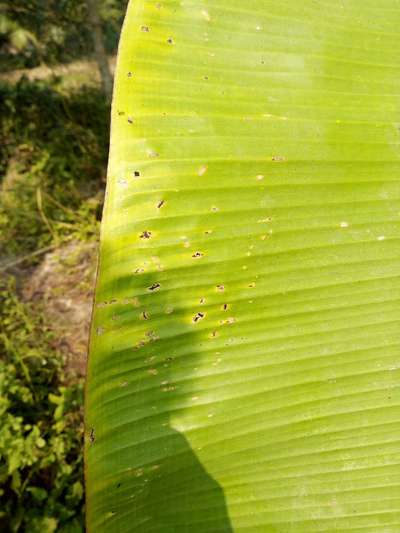 গমের শারীরবৃত্তীয়সমস্যাজনিত পাতার দাগ রোগ - কলা