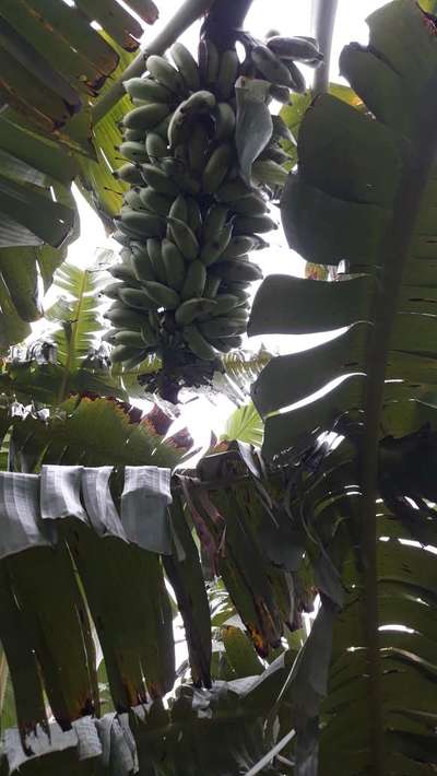 ಹಣ್ಣಿನಲ್ಲಿ ಬಿರುಕು - ಬಾಳೆಹಣ್ಣು