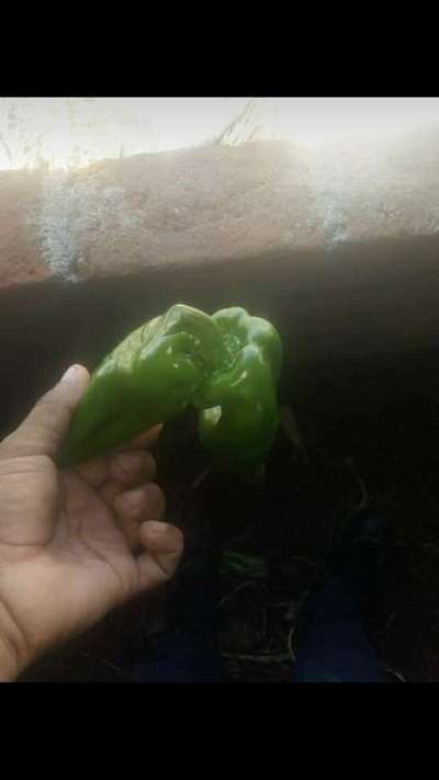 Deficiencia de boro - Capsicum y chile