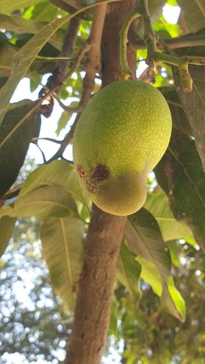 Calcium Deficiency - Mango