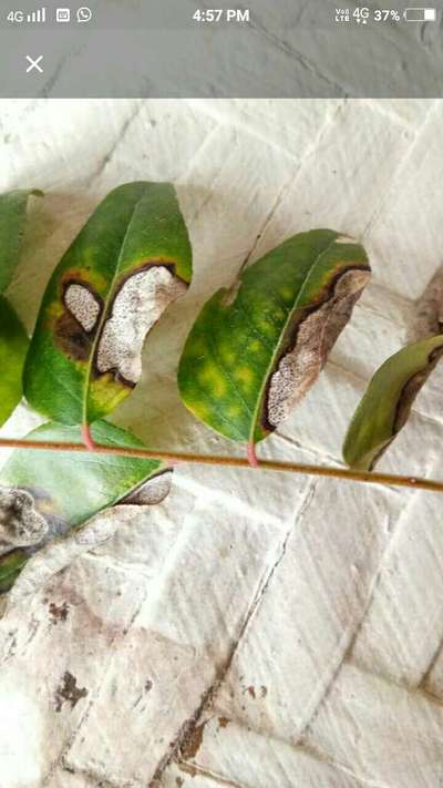 Anthracnose of Lime - Citrus