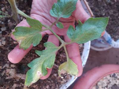 Leaf Miner Flies - Tomato