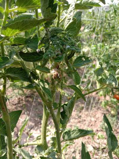 Chilli Thrips - Tomato