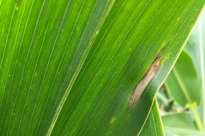 Northern Leaf Blight - Maize