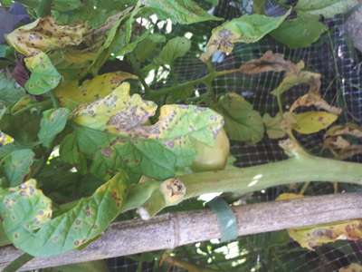 Septoria Leaf Spot - Tomato