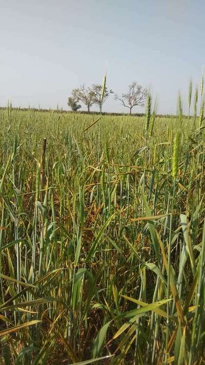 ಗೋಧಿ ಕಾಂಡದ ತುಕ್ಕುರೋಗ - ಗೋಧಿ