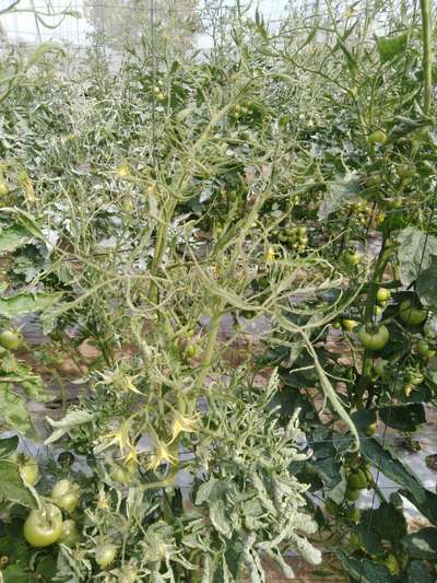 Leaf Curl in Tomato - Tomato