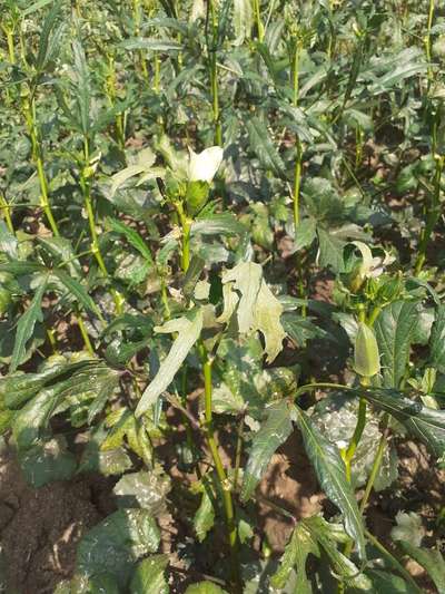 Powdery Mildew - Okra