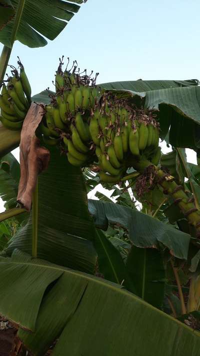 ಸಿಗಾರ್ ಎಂಡ್ ರಾಟ್ - ಬಾಳೆಹಣ್ಣು