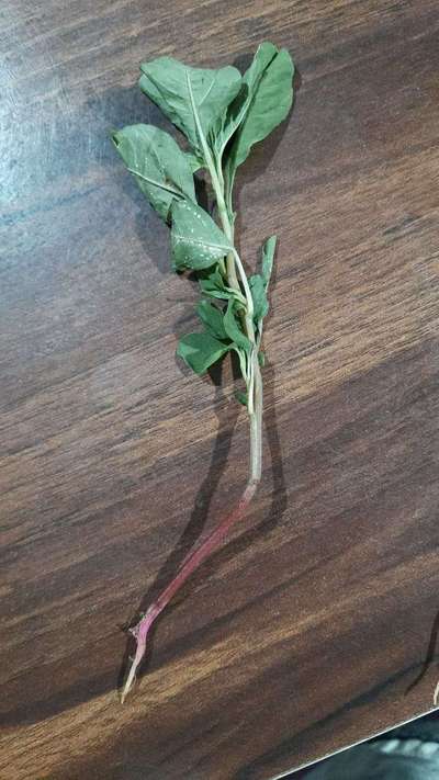 Fusarium Wilt - Peanut