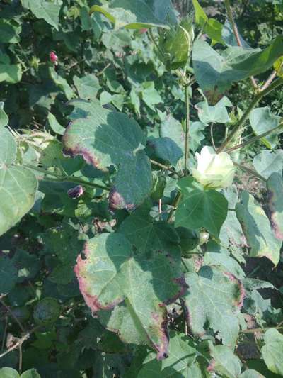 Cotton Leafhopper Jassids - Cotton