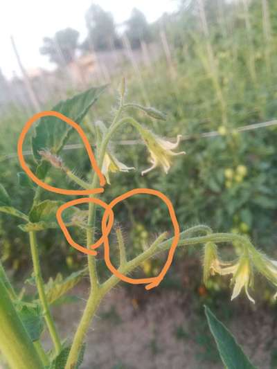 Boron Deficiency - Tomato