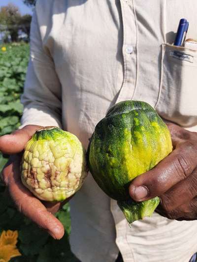 Boron Deficiency - Pumpkin