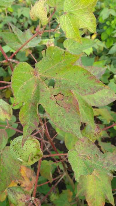 Leaf Reddening of Cotton - Cotton