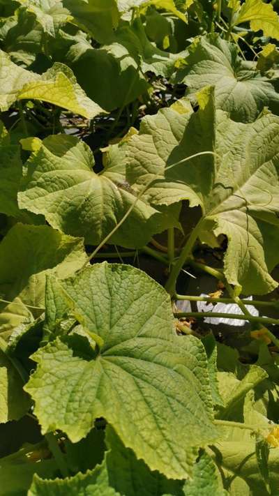 Nitrogen Deficiency - Cucumber