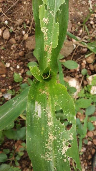 ನೇರಳೆ ಕಾಂಡ ಕೊರಕ - ಮೆಕ್ಕೆ ಜೋಳ