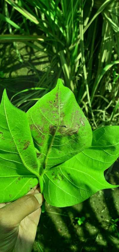 Myrothecium Leaf Spot - Cotton