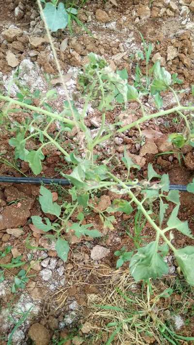 Leaf Miner Flies - Tomato