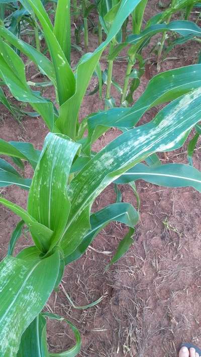 Queima por Pesticida - Milho