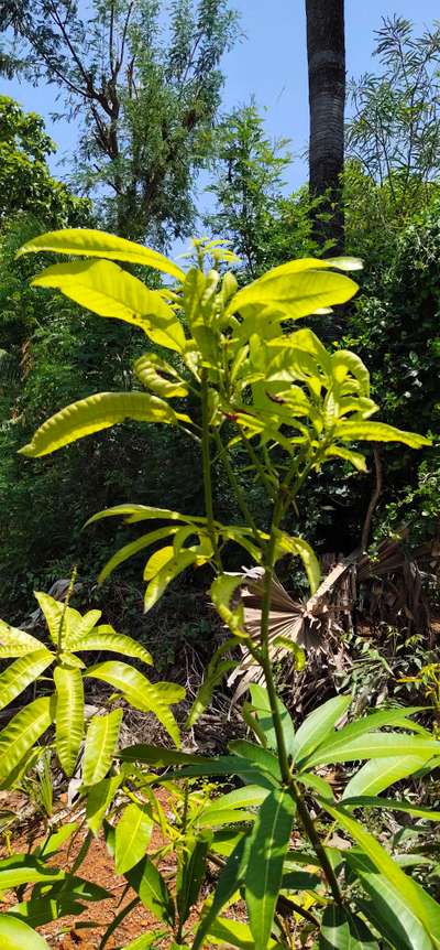 Nitrogen Deficiency - Mango