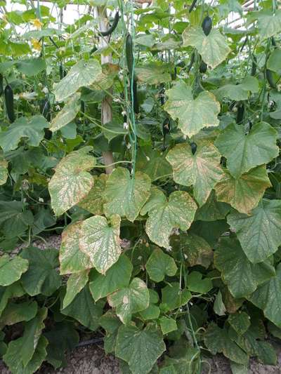 Downy Mildew of Cucurbits - Cucumber