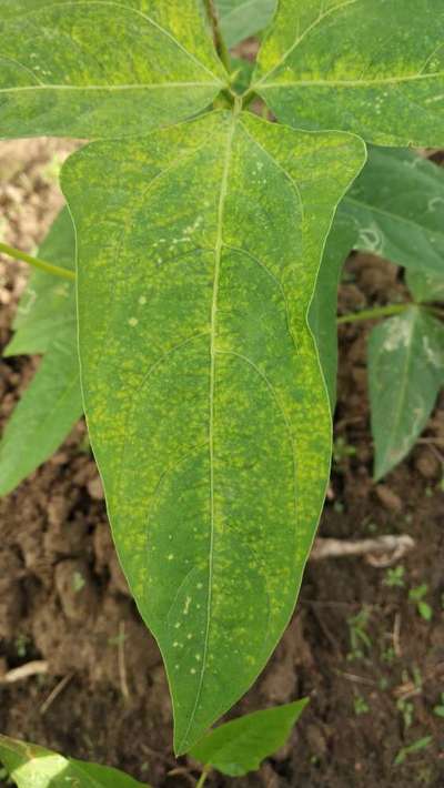 Spider Mites - Soybean