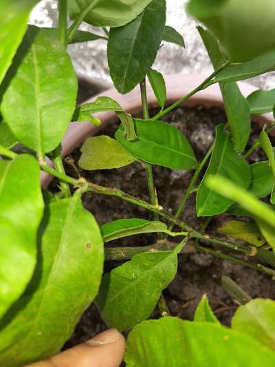 Leaf Spot of Citrus - Citrus