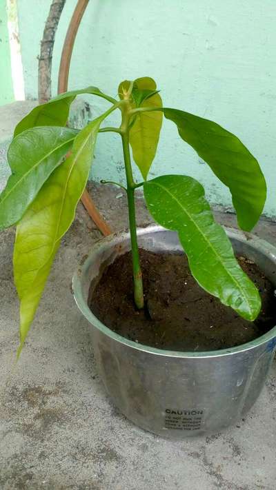 Nitrogen Deficiency - Mango