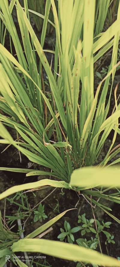 Brown Spot of Rice - Rice