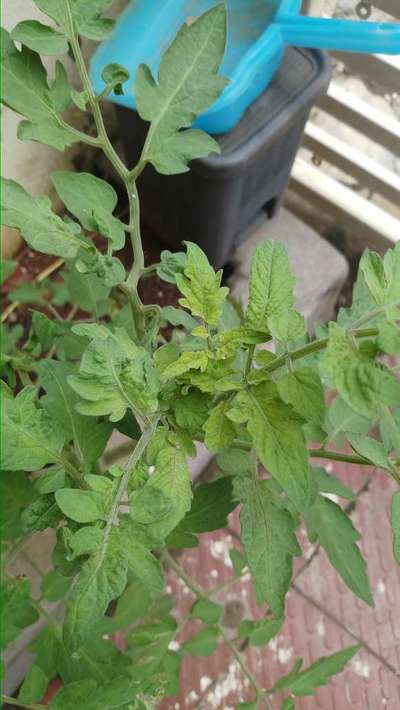 Whiteflies - Tomato