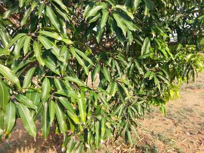 Hairy Caterpillars - Mango