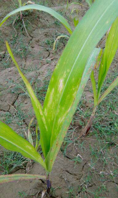 Thrips - Maize