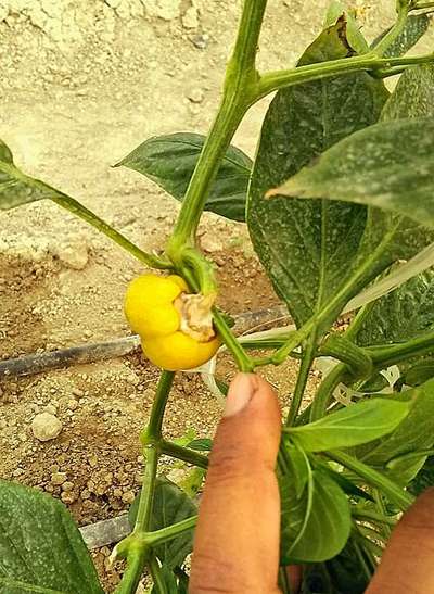 Spider Mites - Capsicum & Chilli